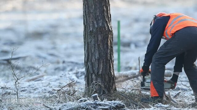 Forestry worker cutting tree with chainsaw - slowmotion video 