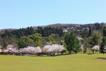 Fototapeta na wymiar 奈良公園のサクラ、芝生