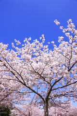 奈良公園のサクラ、背景