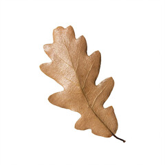 Brown fall oak leaf isolated on white background. Close up of autumn leaves from oak tree