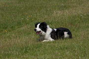 Naklejka na ściany i meble Herding black and white Border CollieDog offset in meadow. Concept of working dogs