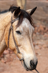 Obraz premium horse head