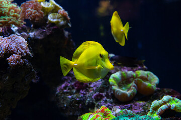 Naklejka na ściany i meble Aquarium sea yellow angel fish in anemonas wild life