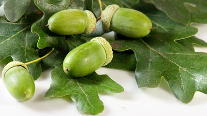 isolated image of acorns and leaves close up