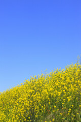 Obraz premium 菜の花と青空