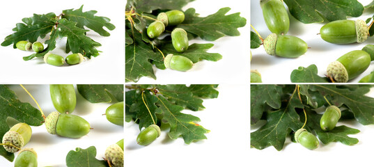 isolated image of acorns and leaves close up