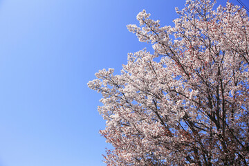青空と桜