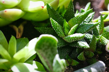 garden, succulent, echeveria, green, flora, cactus, plant, home, decor, gardening, closeup, decorative, nature, natural, floral, flower, succulents, botany, botanical, tropical, wooden, leaf, grow