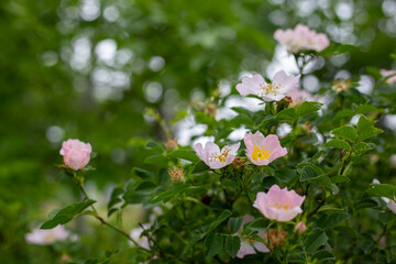 Green bush of blooming rose hips. Pink flowers in the garden