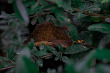 autumn leaves in the forest