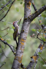 Green woodpecker. Woodpecker in the tree