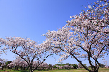 奈良、平城京の桜
