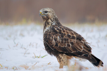 Rough-legged buzzard. Bird on snow, bird of prey. Buteo lagopus