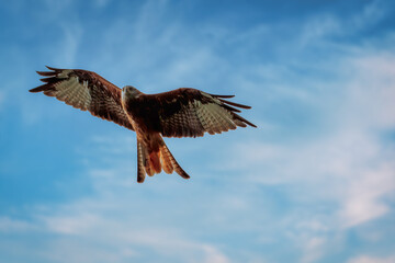 Eagle in flight. Vulture in flight