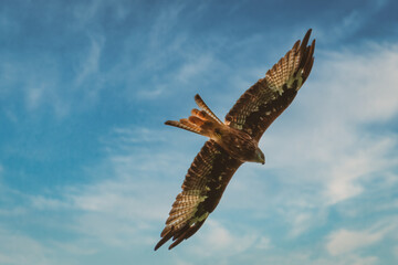Eagle in flight. Vulture in flight