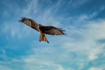 Eagle in flight. Vulture in flight