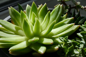 garden, succulent, echeveria, green, flora, cactus, plant, home, decor, gardening, closeup, decorative, nature, natural, floral, flower, succulents, botany, botanical, tropical, wooden, leaf, grow