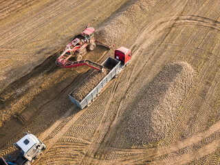 Drone view of a tractor that loads sugar beets into a truck in the middle of a field. Agricultural work. Sugar beet harvesting