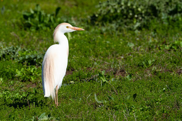 Cattle egret, Bubulcus ibis, white bird