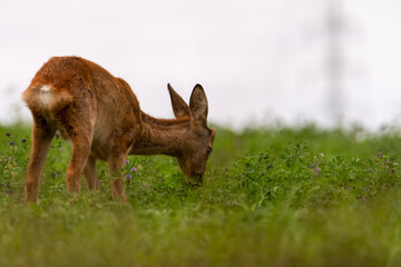 Deer in the meadow. Deer in the grass