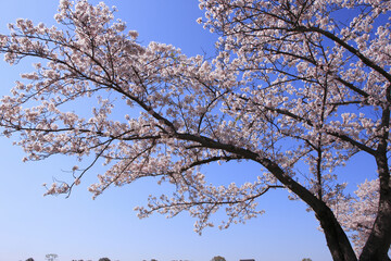 奈良、平城京の桜
