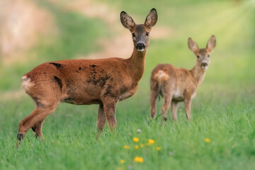 Deer in the meadow. Deer in the grass