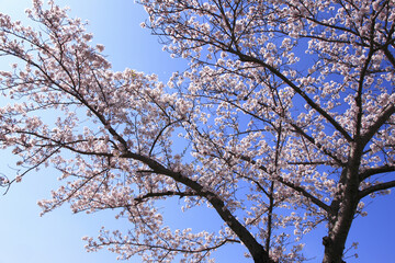 奈良、平城京の桜