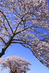 奈良、平城京の桜