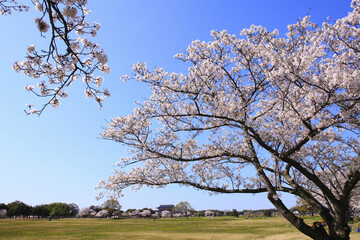 奈良、平城京の桜