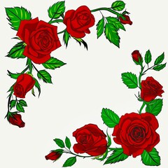 set of red roses on white background