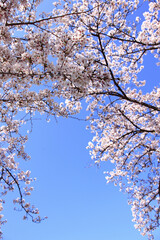奈良、平城京の桜