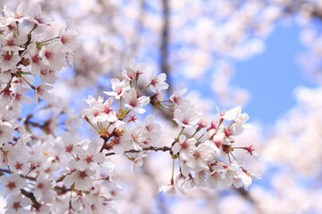 奈良、平城京の桜