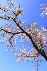 奈良、平城京の桜