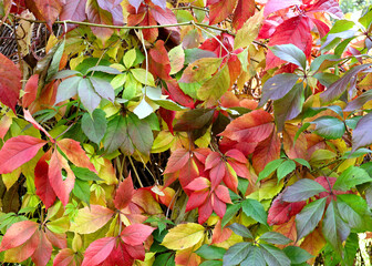 Autumn came to us unnoticed