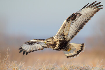 Rough-legged buzzard. Bird in flight, flying bird of prey. Buteo lagopus