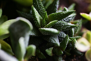 garden, succulent, echeveria, green, flora, cactus, plant, home, decor, gardening, closeup, decorative, nature, natural, floral, flower, succulents, botany, botanical, tropical, wooden, leaf, grow