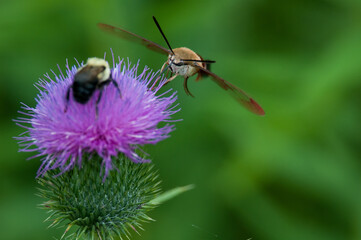 Hummingbirds moth and bee