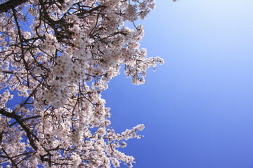 奈良、平城京の桜