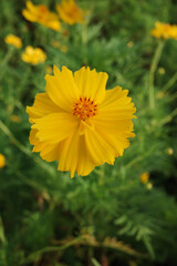 selective focus on a single yellow cosmos flower with blurred background in vertical frame
