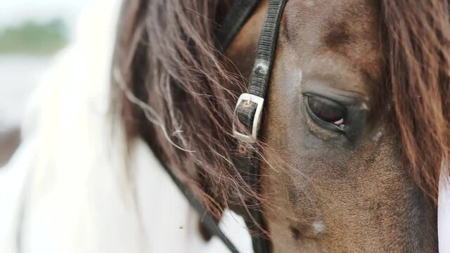 Close up shot on brown & white horse face and eye 