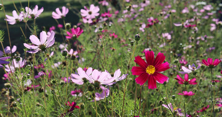 image of beautiful wildflowers close-up