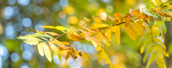 yellow autumn leaves on a tree among green foliage soft focus, blurry background