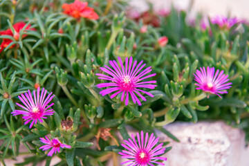 Obraz premium Trailing ice flower, lampranthus spectabilis