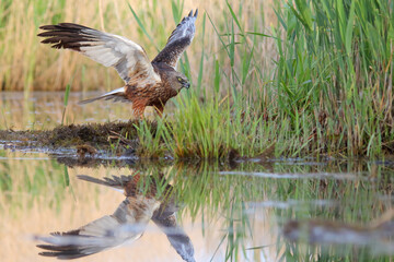Marsh harrier. Bird of prey. Circus aeruginosus