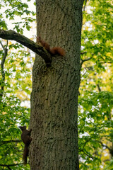 Squirrel sitting on a tree