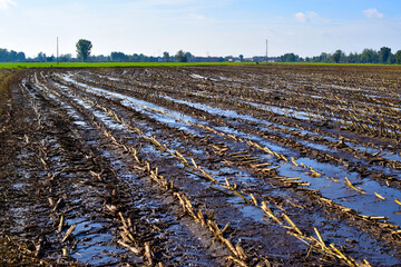 view of wheat field fertilized with manure