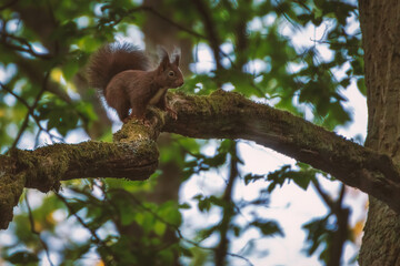 Obraz premium Squirrel sitting on a tree