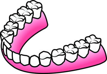 A human adult lower jaw with teeth.