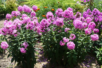 Obraz premium A lot of pink flowers of Phlox paniculata in July