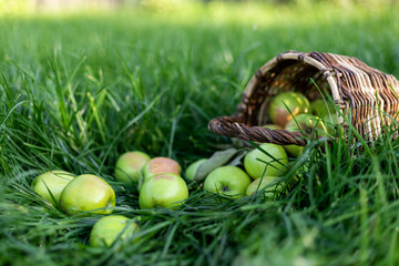 Healthy organic green apples in a wicker basket on green grass in sunlight. The concept of autumn harvest and healthy eating.